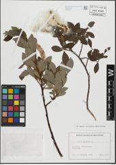 Foto von Salix hastata L.